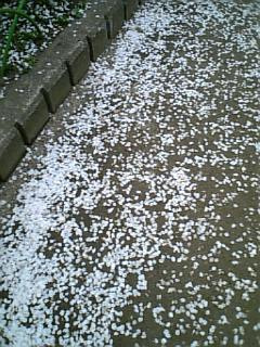 ��a cherry tree��