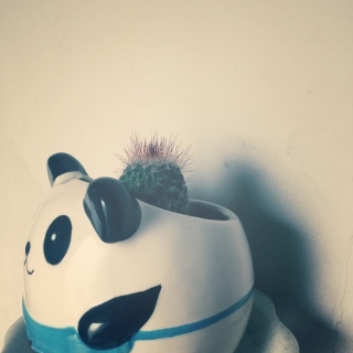 ��Mammillaria flava��